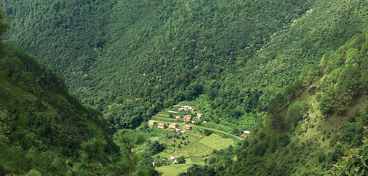 Nepal’s Forest Wealth: A Green Giant Yet to Power National Prosperity